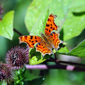 Jo Jones's photo