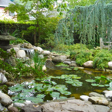Seven Spring Koi Pond