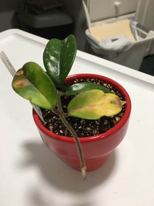 Hoya Publicalyx Bright One has yellow leaves