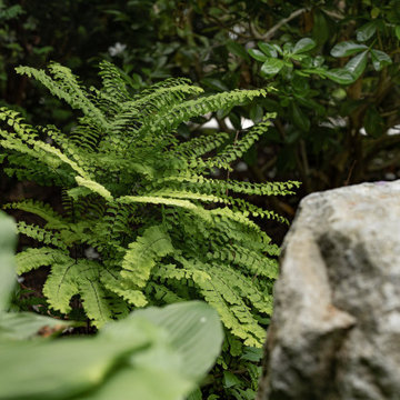 Shade Garden