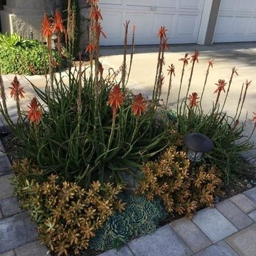 Succulent Excitement