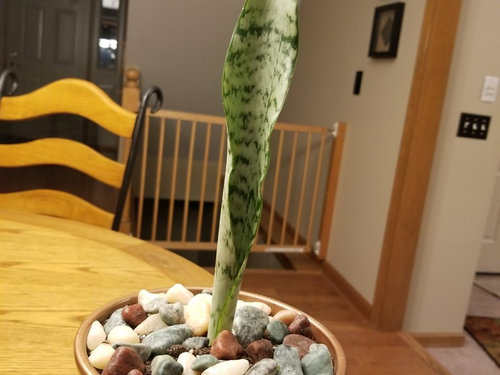 Why Isn'T My Snake Plant Growing? 