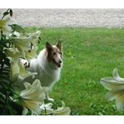 Susan Lane's photo