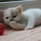 Olga Begunova's photo