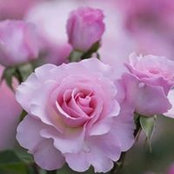 LaDonna Williams's photo