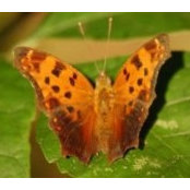 Kimberly Galandak O'Connor's photo