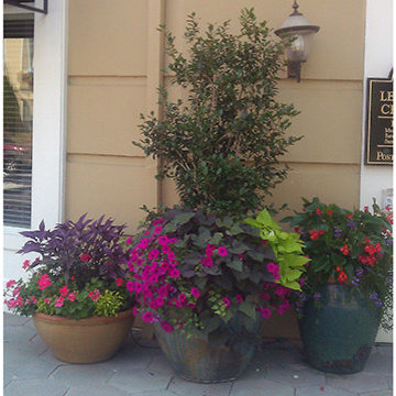Container gardening in my backyard