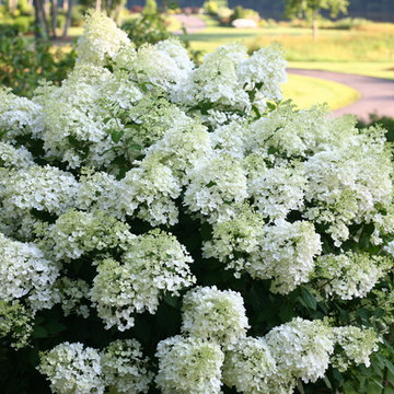 Bobo® Hardy Hydrangea (H. paniculata)