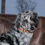 Foto von Lori Webster Sheehan