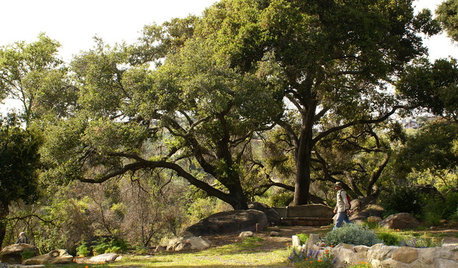 Zoom sur un arbre majestueux : le chêne