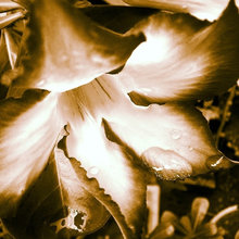 My own pics