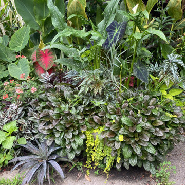 Tropical Gardens