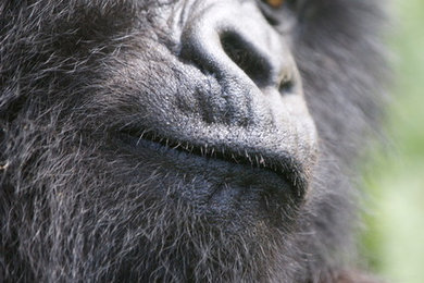 Gorilla in the Mist Rwanda Safari
