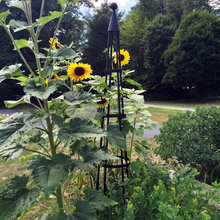 Garden Obelisk