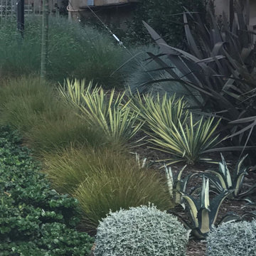 Mar Vista