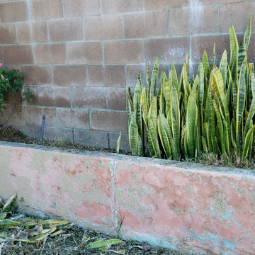 Backyard clean up and remodel