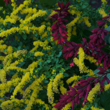 Autumn Color in the Garden - Northford, CT