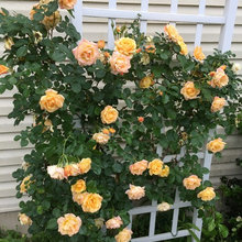 Allie's Garden