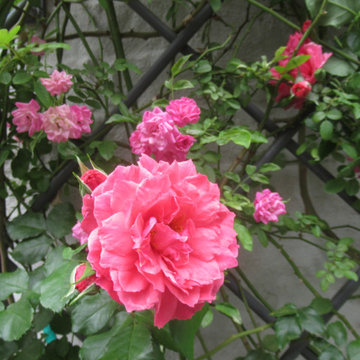 River Oaks IV