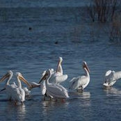 Beverly Driver Ridenour's photo