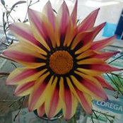 Marwa Ferkh's photo
