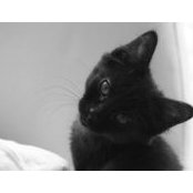 Martina Alcock's photo