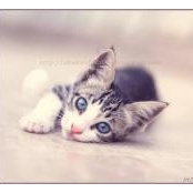 Reef Assys foto