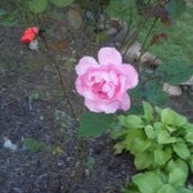 Rita Beaumont Weadons foto