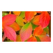 rainbowtiles's photo