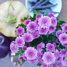 purple flowers