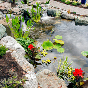 Waterfall and Koi Pond