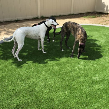 Project Greyhound!