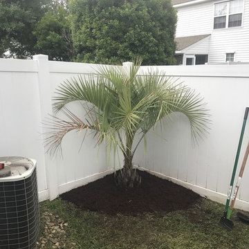 Installation of Pindo Palm