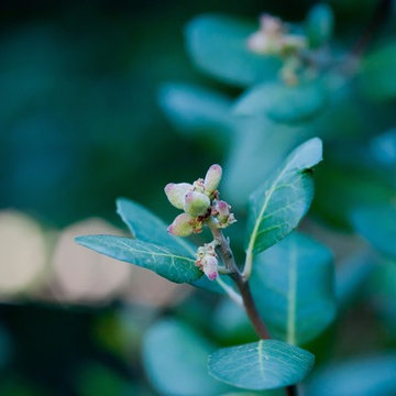 Lemonade Berry in Fall