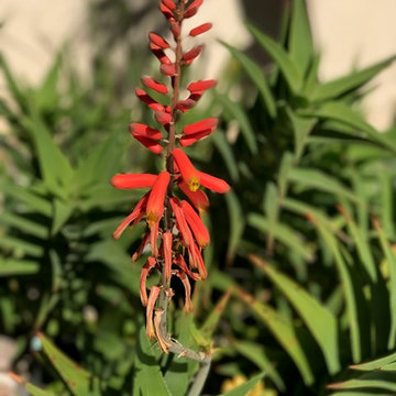 Modern & Drought Tolerant Landscape in Banker's Hill