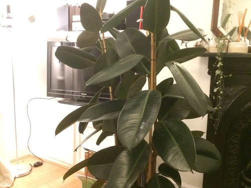 Rubber Plant leaves weak and drooping - help!