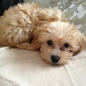 Mango Tango's photo