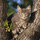 maciek_witkacy