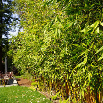 Bamboo Plants