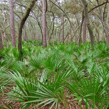 Saw Palmetto (Serenoa repens)