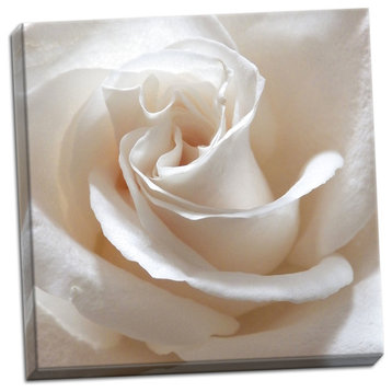 Fine Art Photograph, White Rose II, Hand-Stretched Canvas