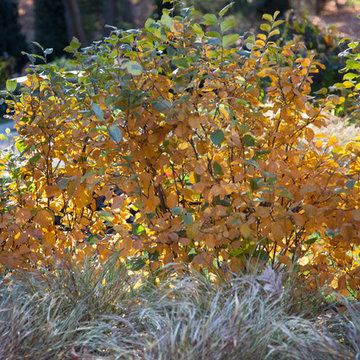 Beech Ledge