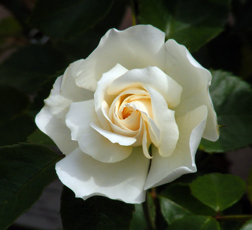 Spring flush roses!
