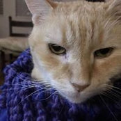 Diane Bach's photo