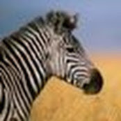 David Meisel's photo