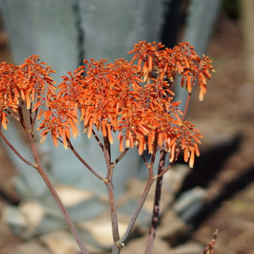From English Garden to Drought Tolerant Xeriscape