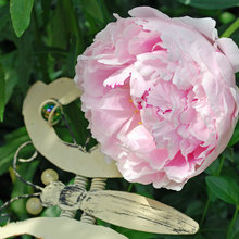 peonies