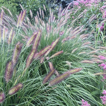Meadow Planting, Westport CT