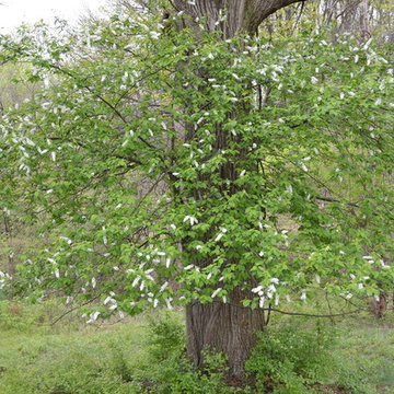 Chokecherry
