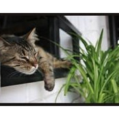 Maksym Shvets's photo
